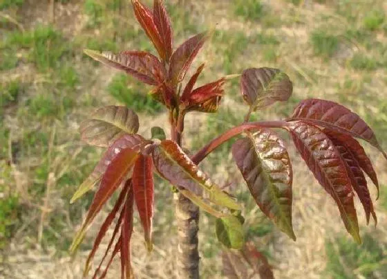 种植前景|香椿树南方可以种吗