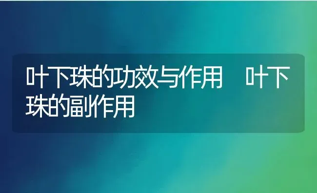 叶下珠的功效与作用 叶下珠的副作用 | 养殖资料投稿