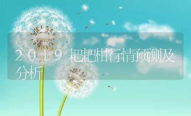 2019耙耙柑行情预测及分析 | 养殖资讯