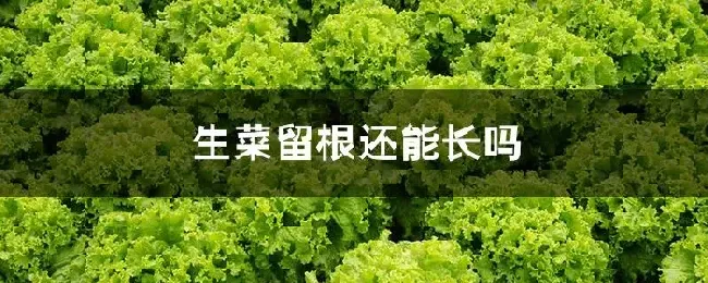 生菜留根还能长吗