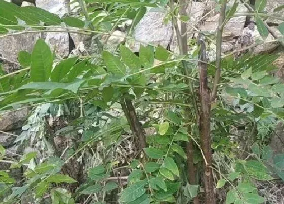 树木|沙地适合种什么树木 沙土地栽什么树比较好