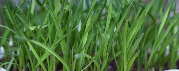 韭菜喜欢什么肥料