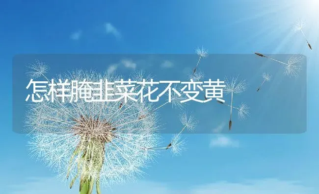 怎样腌韭菜花不变黄 | 养殖资料投稿