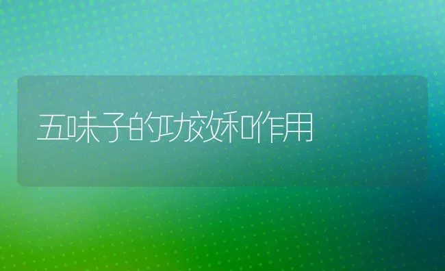 五味子的功效和作用 | 养殖资料投稿