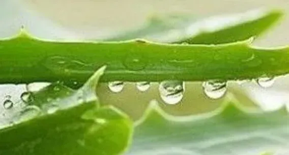 芦荟能不能吃 芦荟食用禁忌