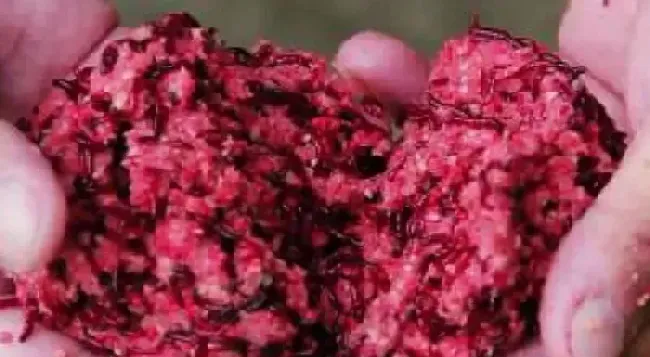红虫是什么 用红虫钓鱼有什么注意事项？