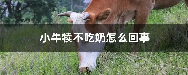 小牛犊不吃奶怎么回事