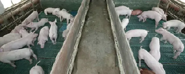 养猪多少头算规模养殖