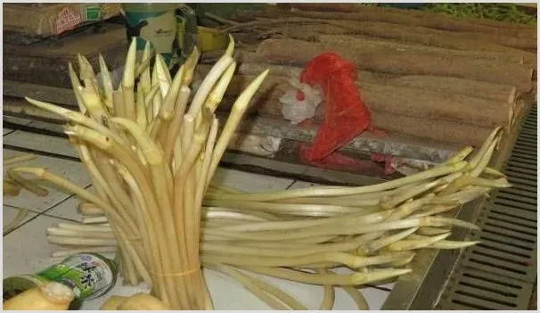 现在种藕带赚钱吗?藕带市场价格行情以及种植前景分析 | 热门养殖项目