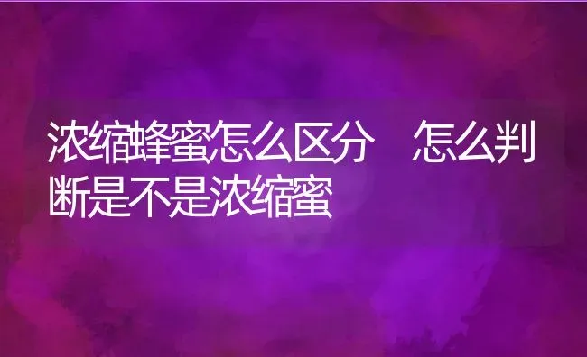 浓缩蜂蜜怎么区分 怎么判断是不是浓缩蜜 | 养殖资料投稿