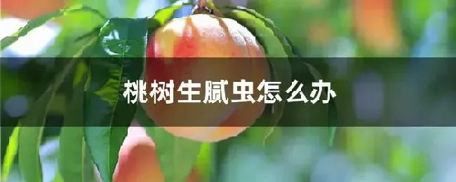 桃树生腻虫怎么办