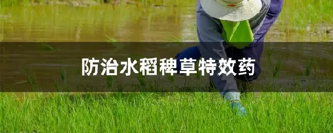 防治水稻稗草特效药