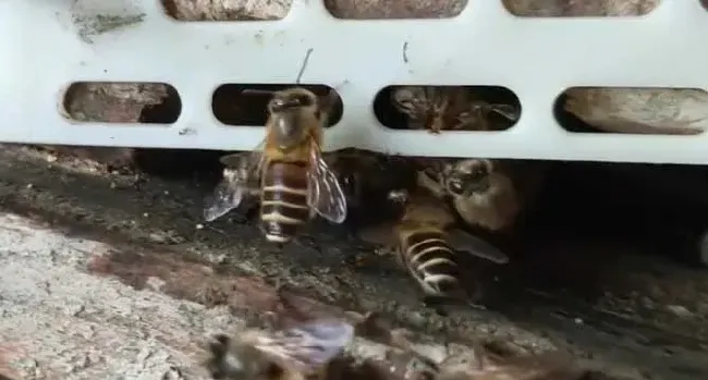 格子箱养蜂怎么喂糖水