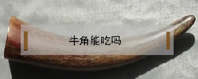 牛角能吃吗