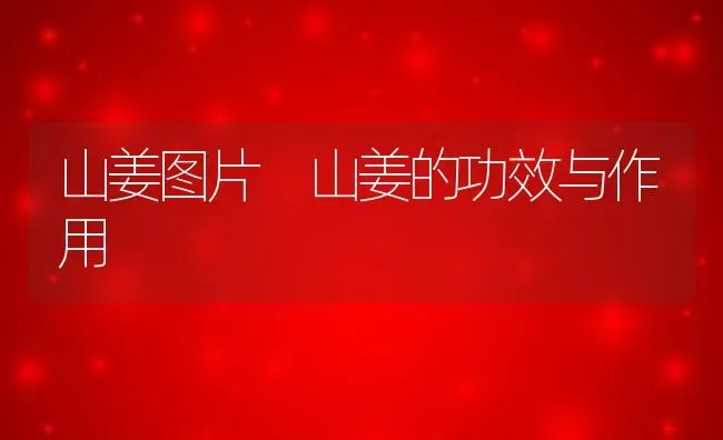 山姜图片 山姜的功效与作用 | 养殖资料投稿