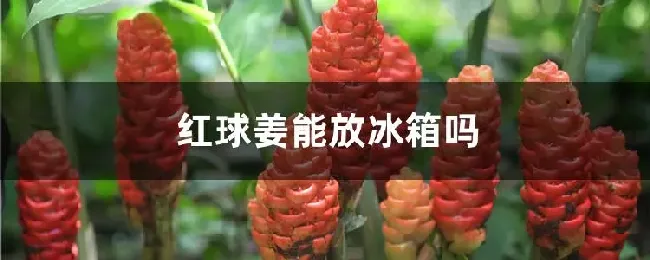 红球姜能放冰箱吗