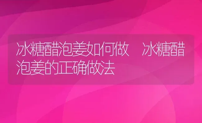 冰糖醋泡姜如何做 冰糖醋泡姜的正确做法 | 养殖资料投稿