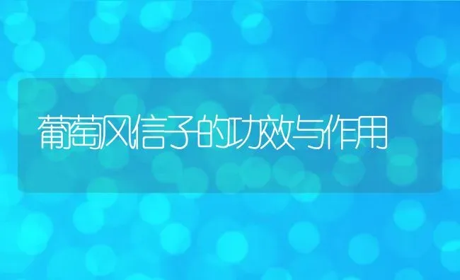 葡萄风信子的功效与作用 | 养殖资料投稿