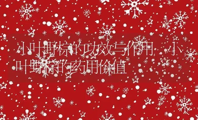 小叶野棕的功效与作用 小叶野棕的药用价值 | 养殖资料投稿