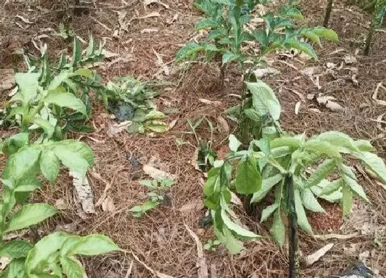 种植前景|魔芋种植条件 适合种植在什么地方