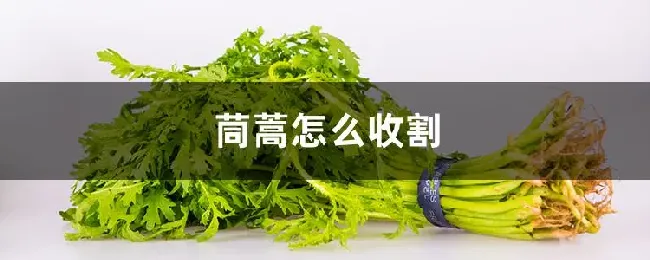 茼蒿怎么收割