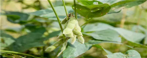 毛豆种植的行株距是多少