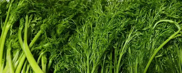 小茴香灰斑病的防治方法