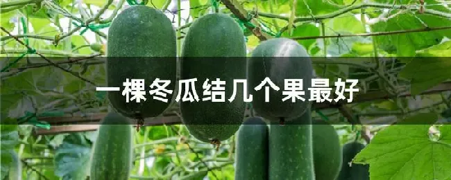 一棵冬瓜结几个果最好