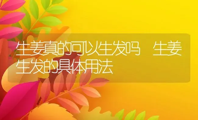 生姜真的可以生发吗 生姜生发的具体用法 | 养殖资料投稿