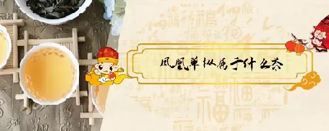 凤凰单枞属于什么茶