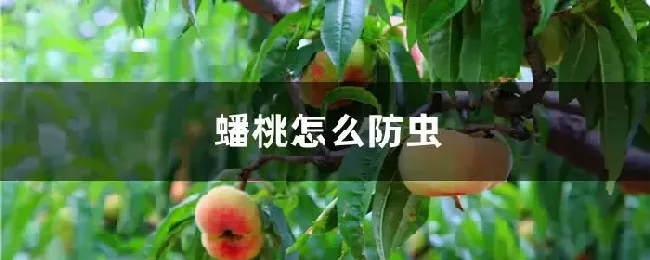 蟠桃怎么防虫