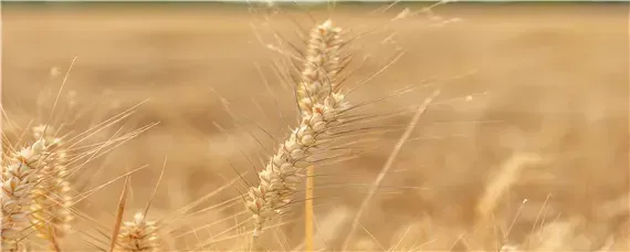 润垚626小麦品种