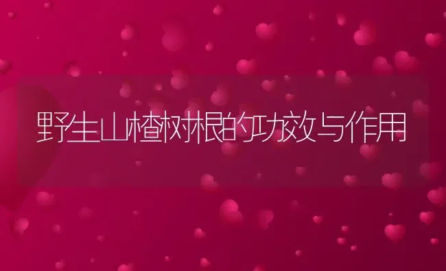 野生山楂树根的功效与作用 | 养殖资料投稿