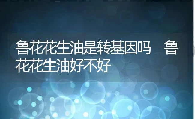 鲁花花生油是转基因吗 鲁花花生油好不好 | 养殖资料投稿