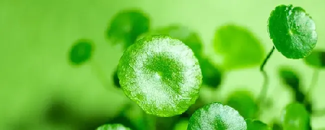 铜钱草与碗莲有什么不同？