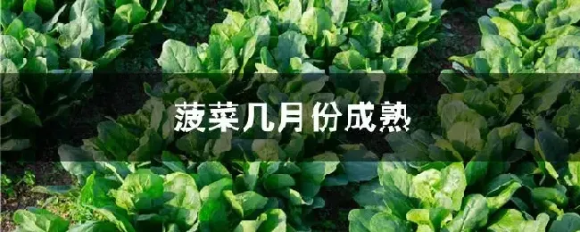 菠菜几月份成熟