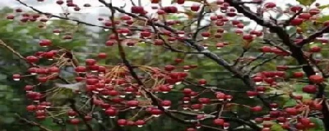 山丁子是什么科植物