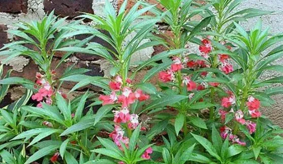 凤仙花的功效与作用 凤仙花的药用价值