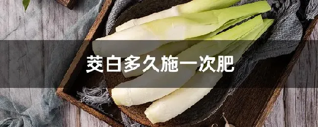 茭白多久施一次肥