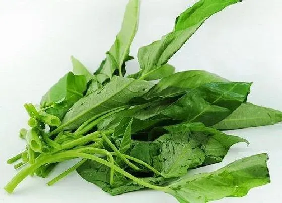 蔬菜|空心菜是什么菜