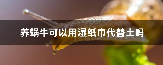 养蜗牛可以用湿纸巾代替土吗