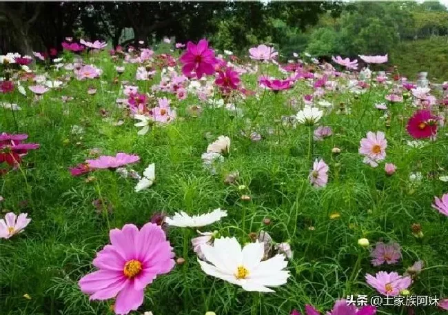 种植前景|现在农村种植花卉前景怎么样（农村种植什么花卉最赚钱）