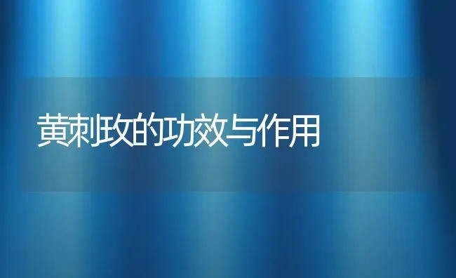 黄刺玫的功效与作用 | 养殖资料投稿