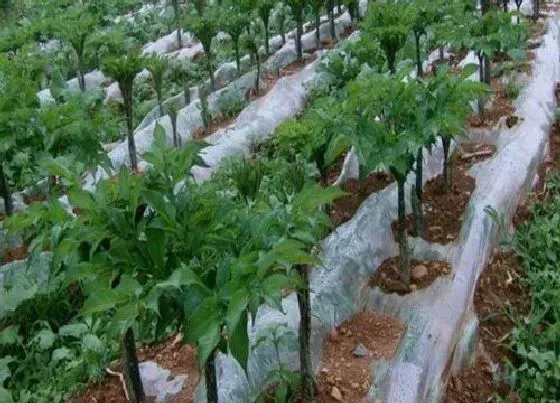 种植前景|魔芋种植条件 适合种植在什么地方