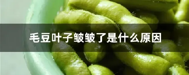 毛豆叶子皱皱了是什么原因