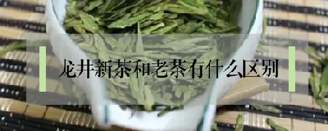 龙井新茶和老茶有什么区别