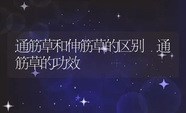 通筋草和伸筋草的区别 通筋草的功效 | 养殖资料投稿