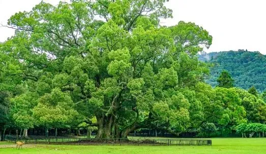 桉树的危害及种类 （松树的价值）