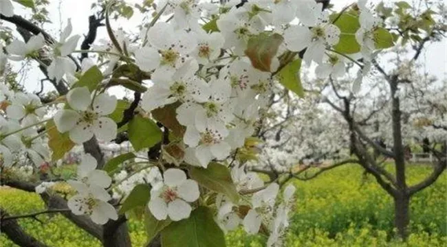 梨树反季节开花是怎么回事？