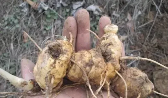 老虎姜的功效与作用 有哪些禁忌